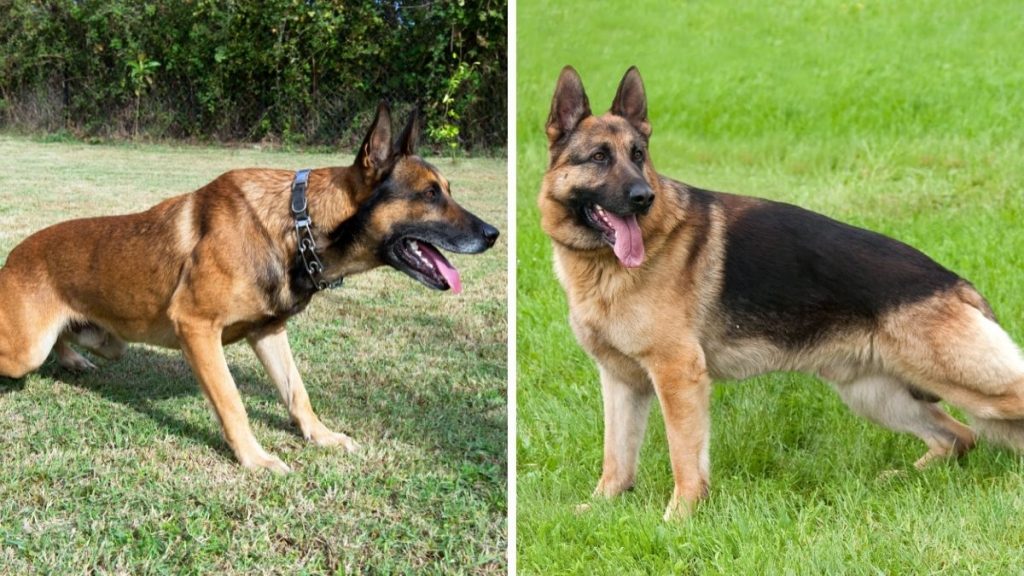 Belgian Malinois and German Shepherd (right) Squatting Side by Side
