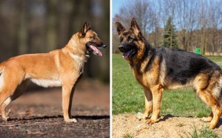 Belgian Malinois vs German Shepherd: 11 Key Differences