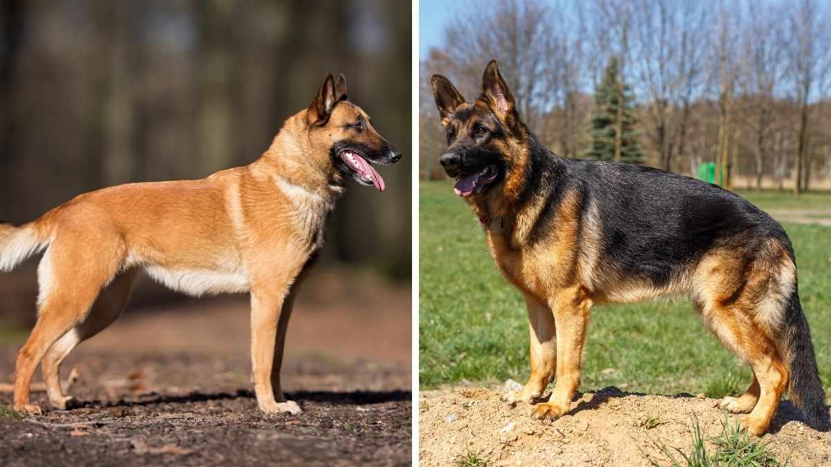 Belgian Malinois vs German Shepherd - 11 Key Differences