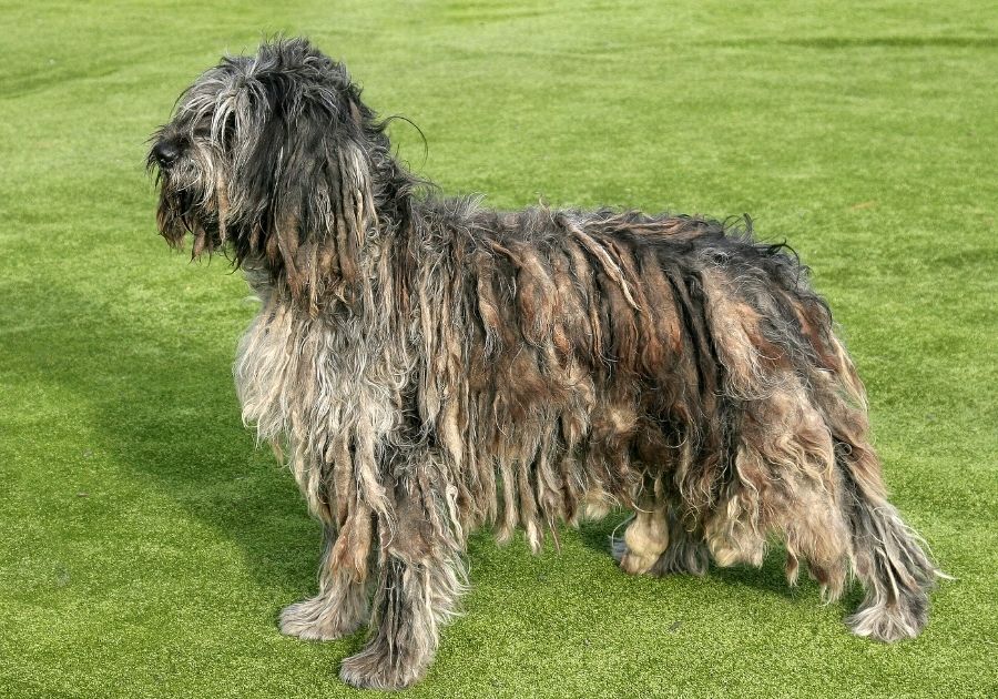 Bergamasco Shepherd Dog Posing at Dog Show