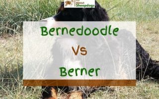 Bernedoodle vs Bernese Mountain Dog – What’s The Difference?
