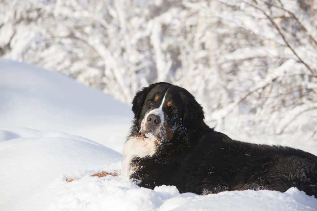 How Cold Can Bernese Mountain Dogs Withstand? (Solved!) | Puplore