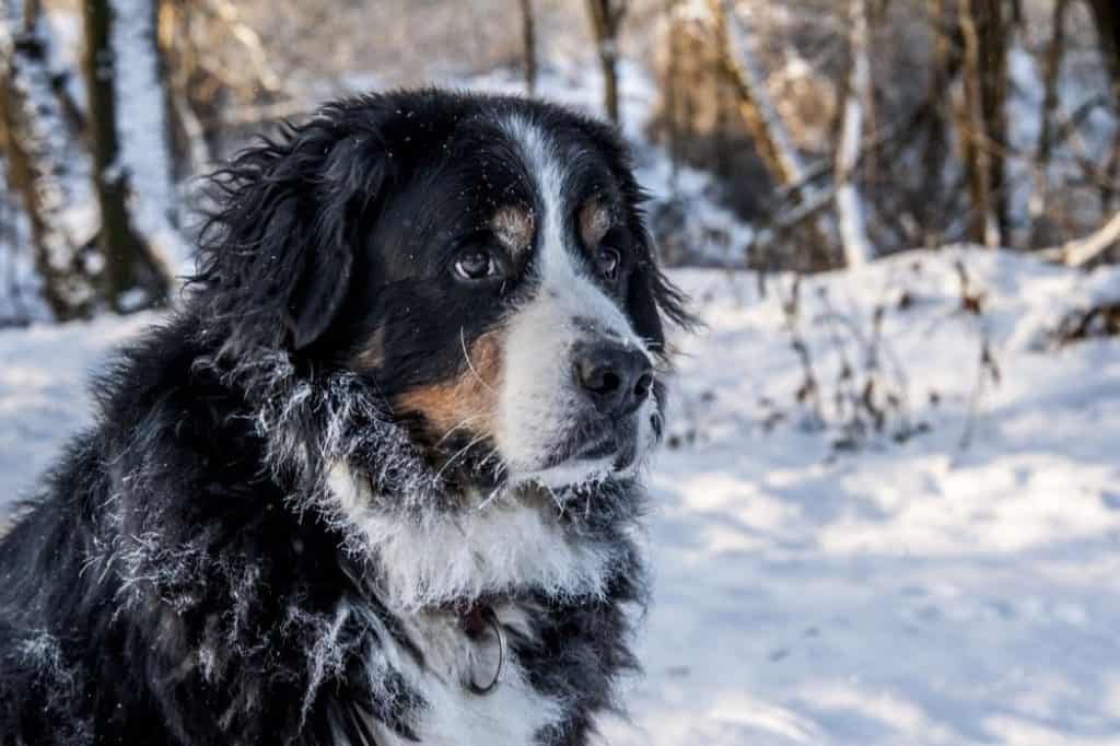 How cold is too cold for Bernese Mountain dog?