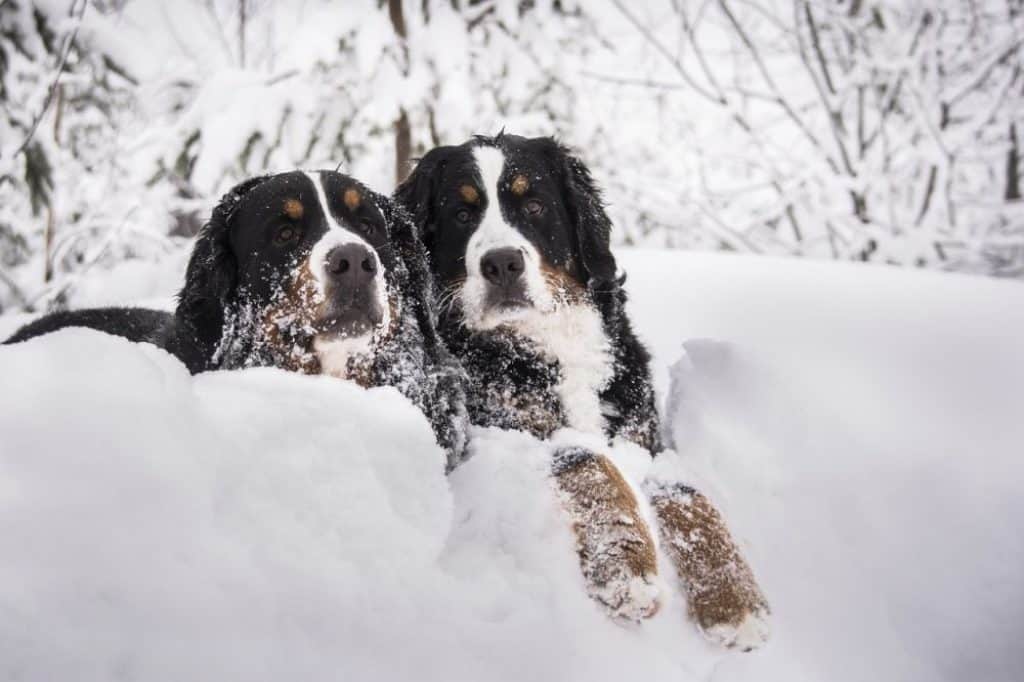 How Cold Can Bernese Mountain Dogs Withstand? (Solved!) | Puplore