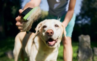10 Best Brush For Short Hair Dogs & Why They’re Good