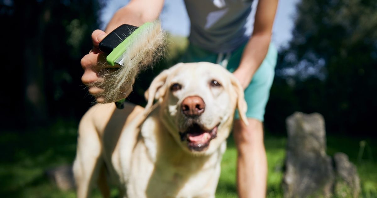 Best Brush For Short Hair Dogs & Why They're Good (1)