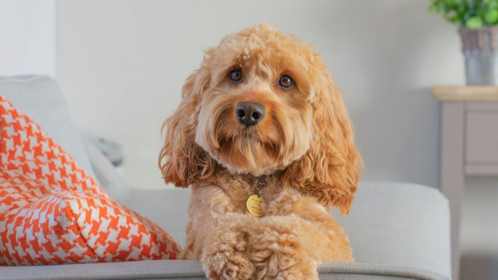 Cavapoo Dog Resting on Couch