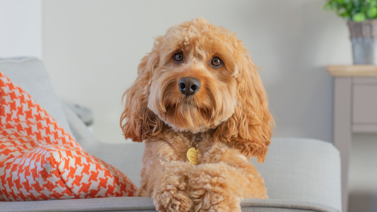 Best Cavapoo Breeders In New Jersey (NJ)