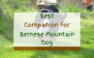9 Best Companion Dogs For Bernese Mountain Dog (With Pictures)
