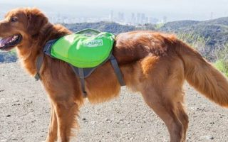 5 Best Dog Backpacks for Hiking (2023 Reviews)