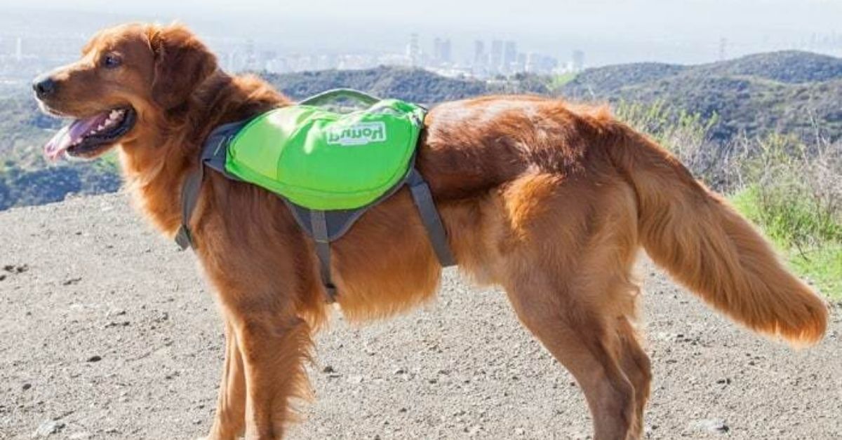 Best Dog Backpacks for Hiking