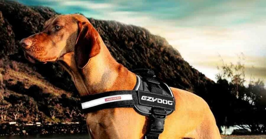 5 Best Dog Hiking Harnesses 2023 (For Active Dogs) Puplore