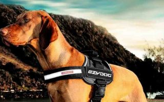5 Best Dog Hiking Harnesses 2022 (For Active Dogs)