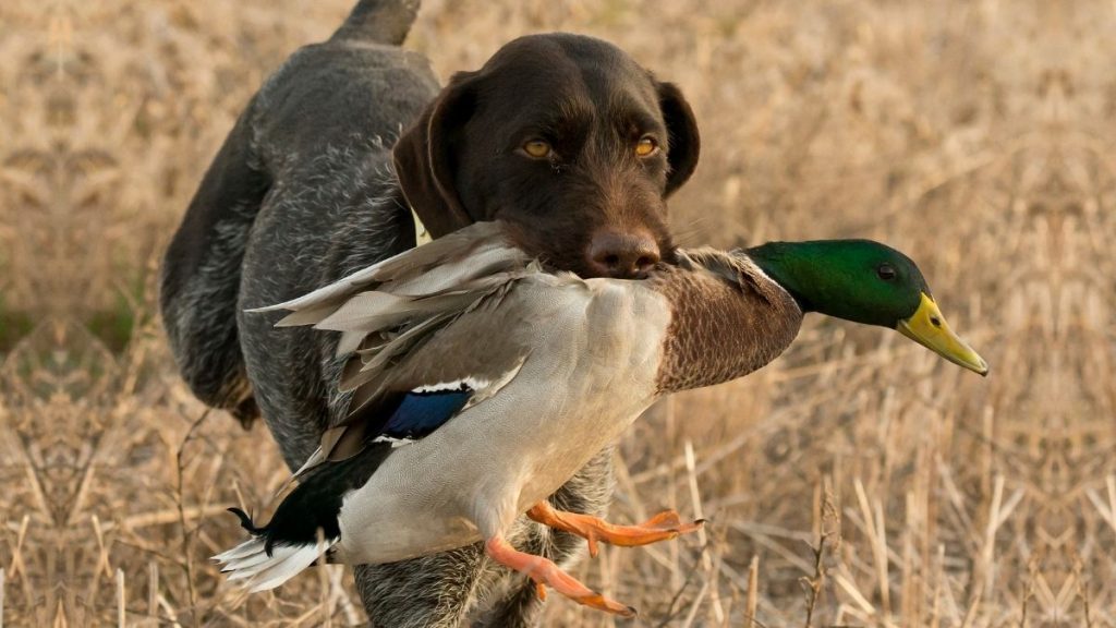 15-best-duck-hunting-dog-breeds-that-re-good-companions-puplore