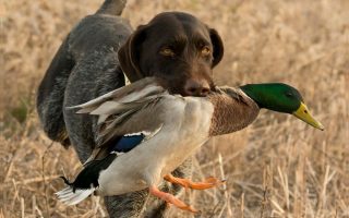 15 Best Duck Hunting Dog Breeds That’re Good Companions