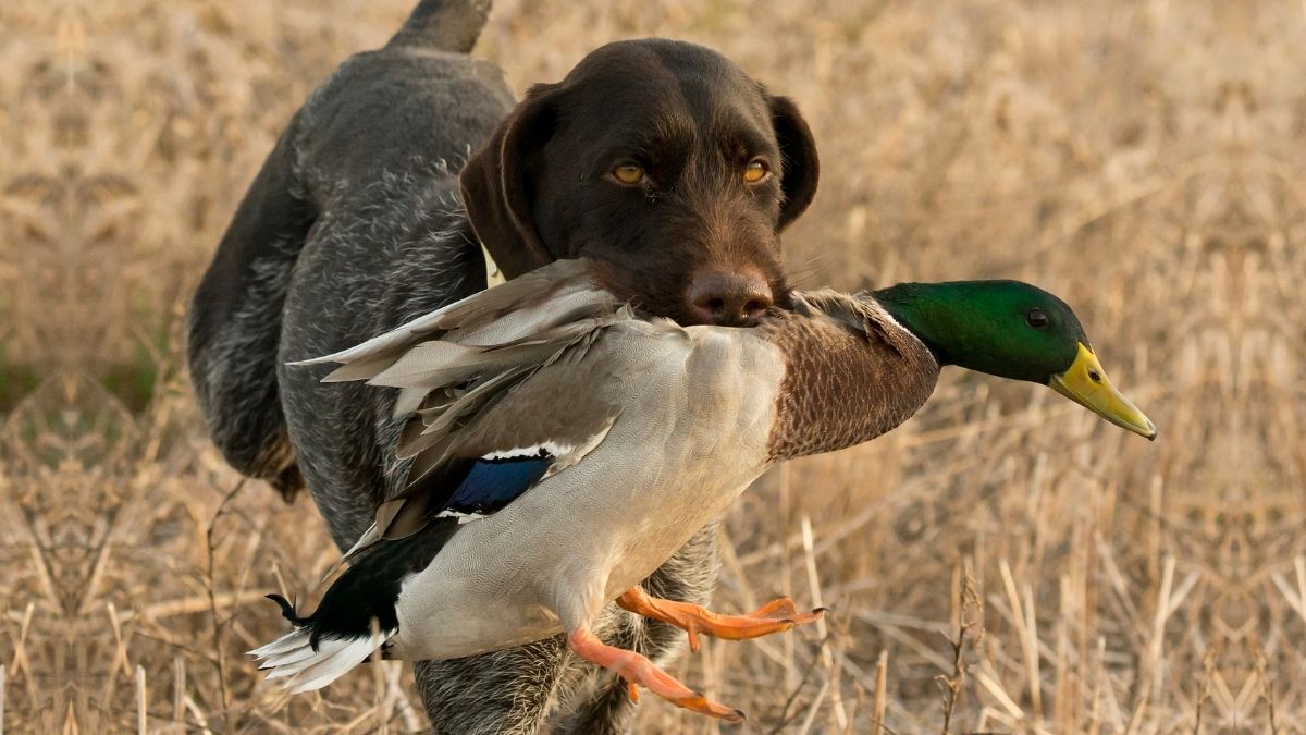 A variety of duck hunting dog breeds.