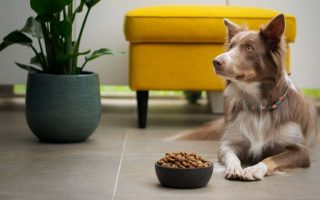 14 Best High Fiber Dog Food Brands 2022