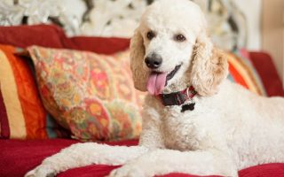 14 Best Large Hypoallergenic Dogs That Don’t Shed