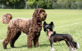 55 Best Non-Shedding Dogs (Small & Large Breeds)