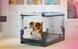 5 Best Portable Dog Crate for All Type Pups in 2022