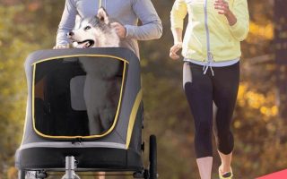 What’s the Best Dog Stroller for Jogging In 2022?