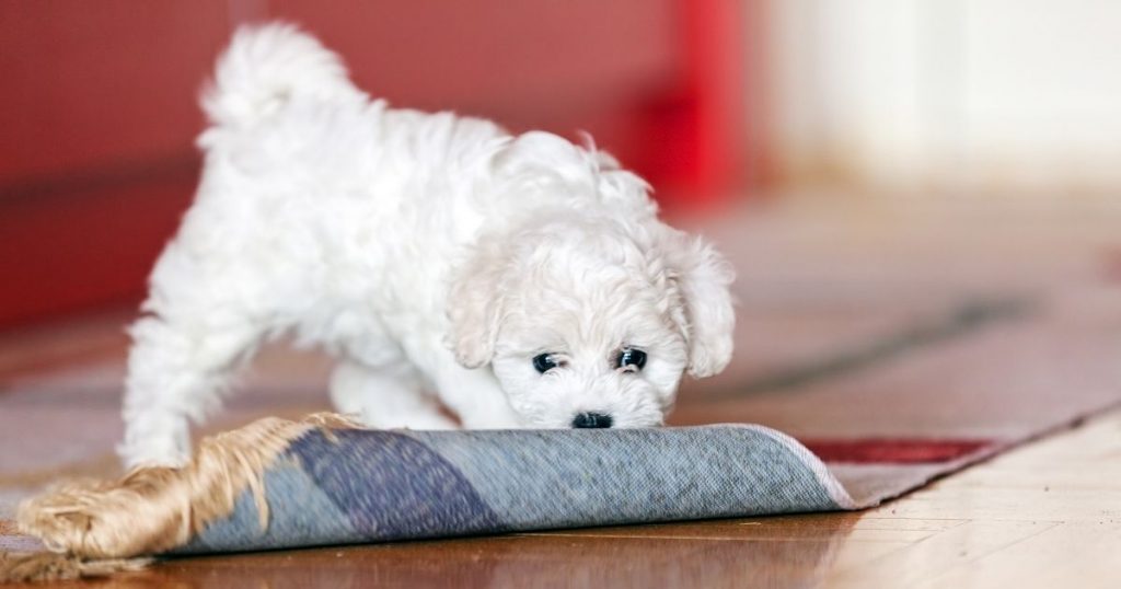 15 Best Small Hypoallergenic Dogs That Don't Shed Puplore