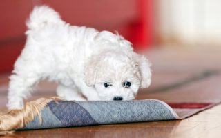 15 Best Small Hypoallergenic Dogs That Don’t Shed