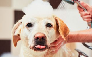 10 Best Smelling Dog Shampoos With Scents That Lasts