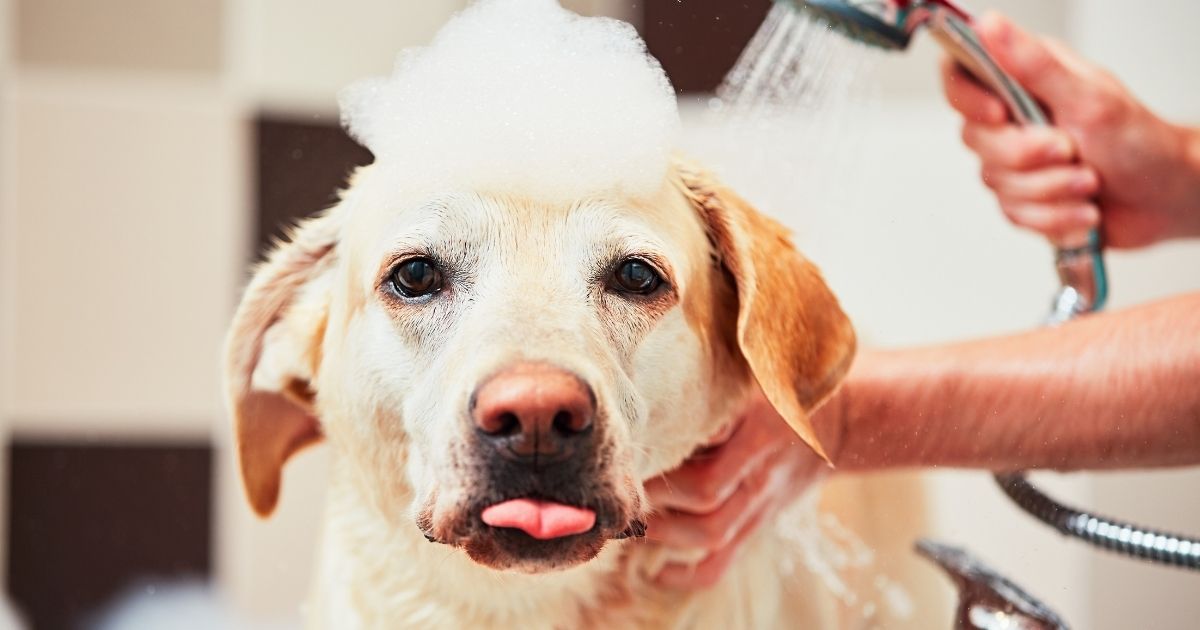 Best Smelling Dog Shampoos & Why They're Good
