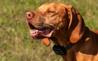 10 Best Training Collar For Stubborn Dogs (Facts & Guide)