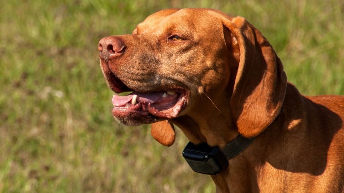 Best Training Collar For Stubborn Dogs (Facts & Guide)