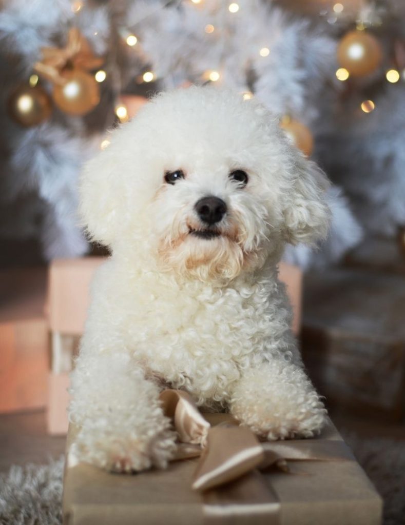 Bichon Frise Dog on a Gift Box