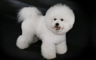 Bichon Frise Dog Breed Information & Facts