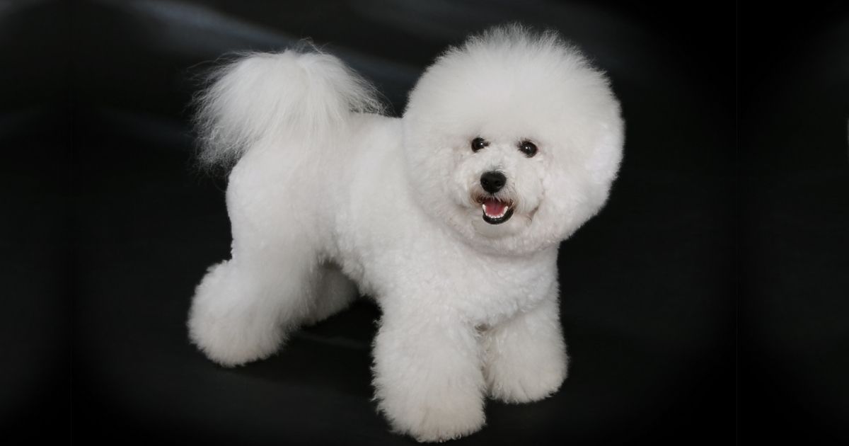 Bichon Frise Dog Breed Information & Facts