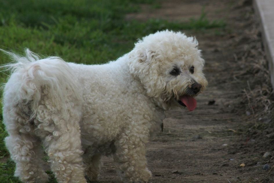 Furry Bichon Frise Dog Looking Like a sheep Backing Camera and Looking Aside