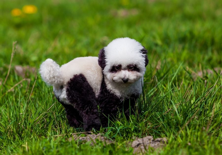 Bichon Frise Dog Groomed to Look Like a Panda