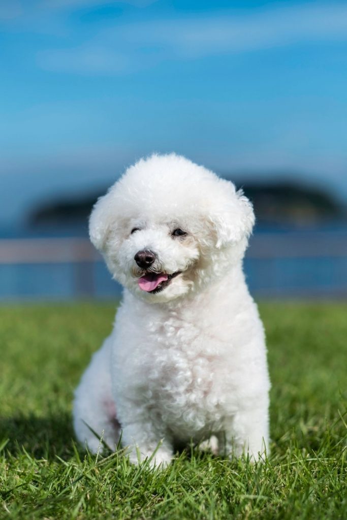 Bichon Frise Dog Sitting on Grass Looking Aside