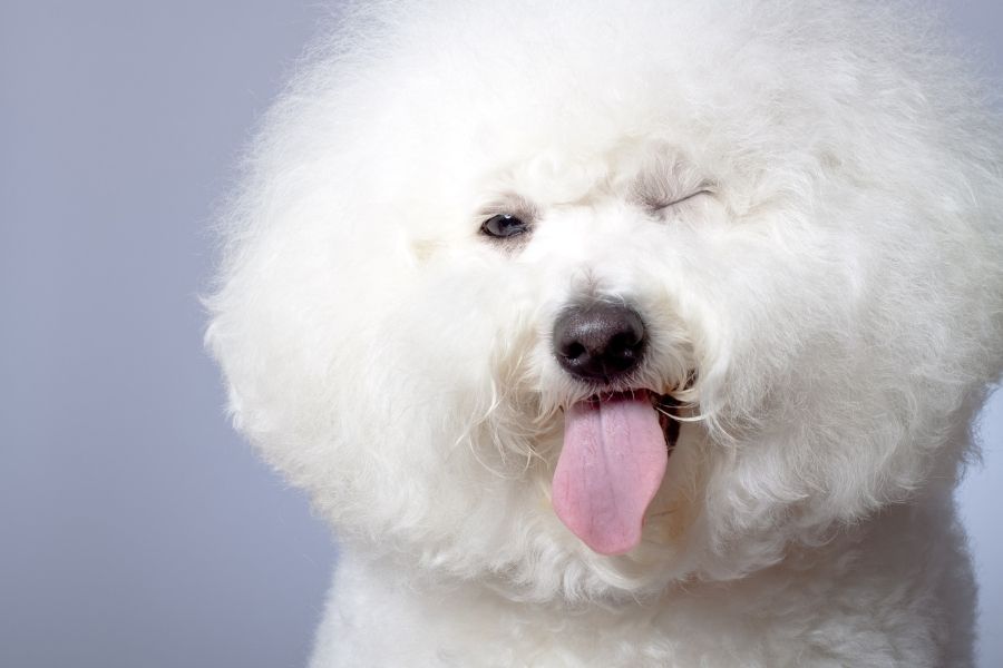 Bichon Frise Dog Winking with One Eye