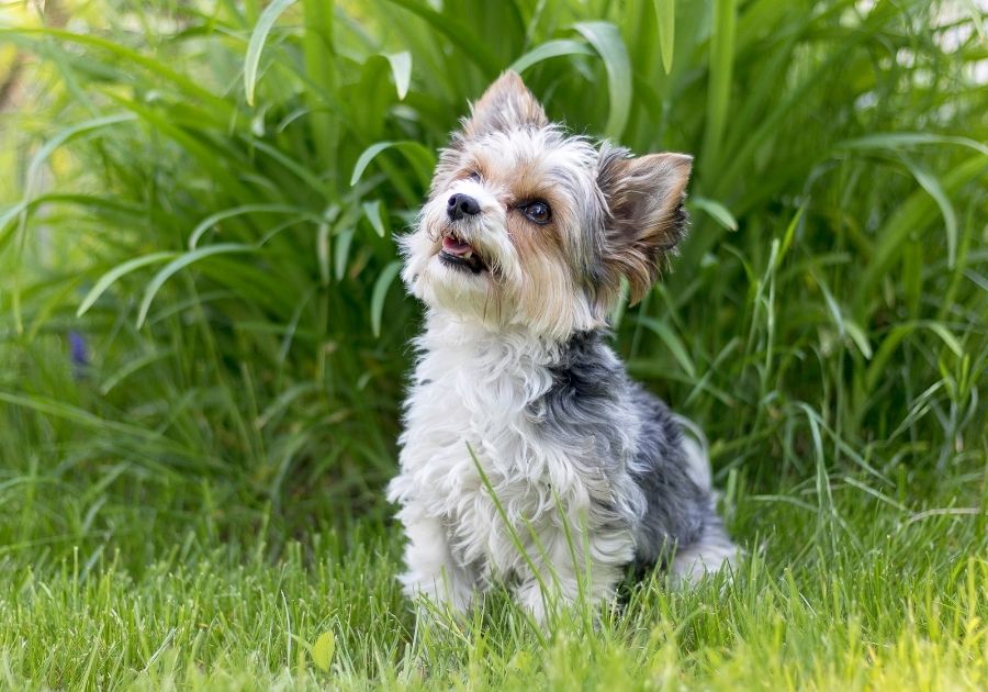 Biewer Terrier Dog Standing on Grass Looking Up