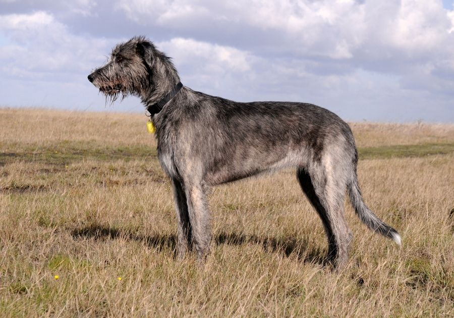 Big Irish Wolfhound Dog standing on Dry Grass