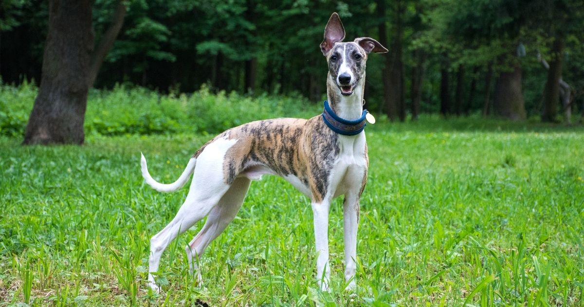 Big, Small & Tall Skinny Dog Breeds with Pictures