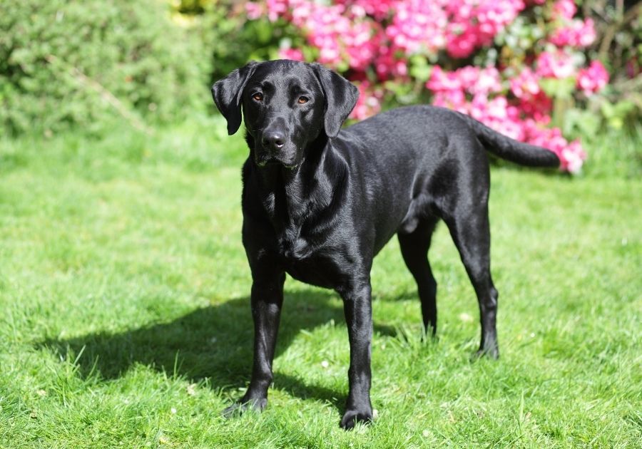 Black American Labrador Retriever Standing on Grass