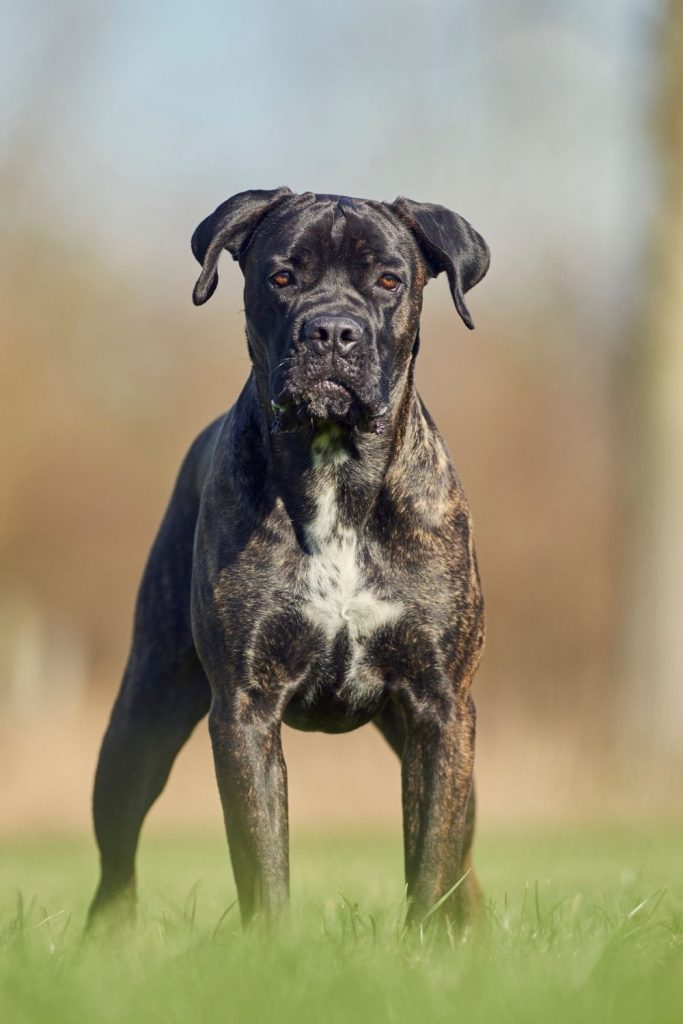 Black Brindle Cane Corso Breed at Dog Park