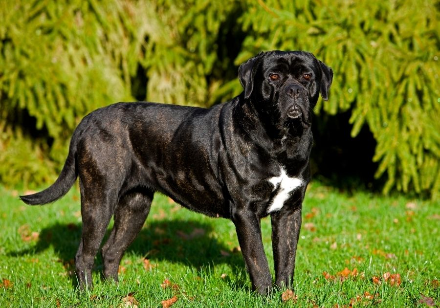 Black Brindle Cane Corso Dog Standing on Grass
