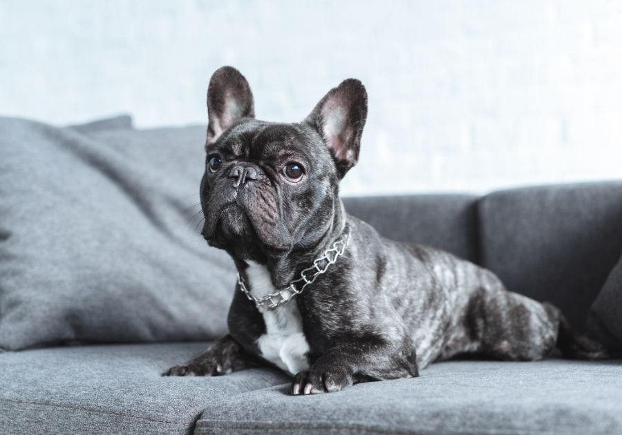 Black Brindle French Bulldog Resting on Sofa
