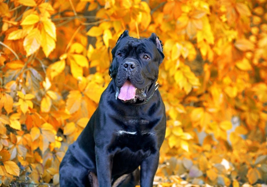 Black Cane Corso Italiano Dog Sitting Panting