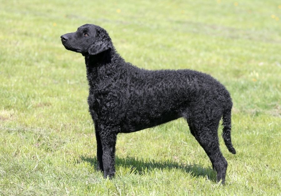 Black Curly Coated Retriever Dog Standing on Grass