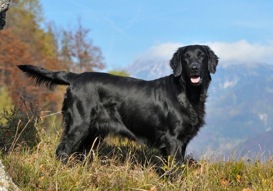 Black Flat-Coated Retriever Dog Standing on Grass