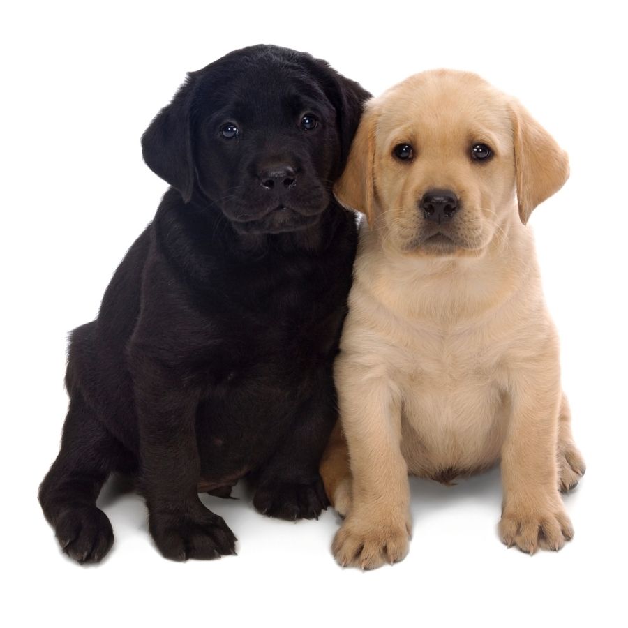 Black Labrador Puppy and Golden Retriever Puppy Sitting on White Background