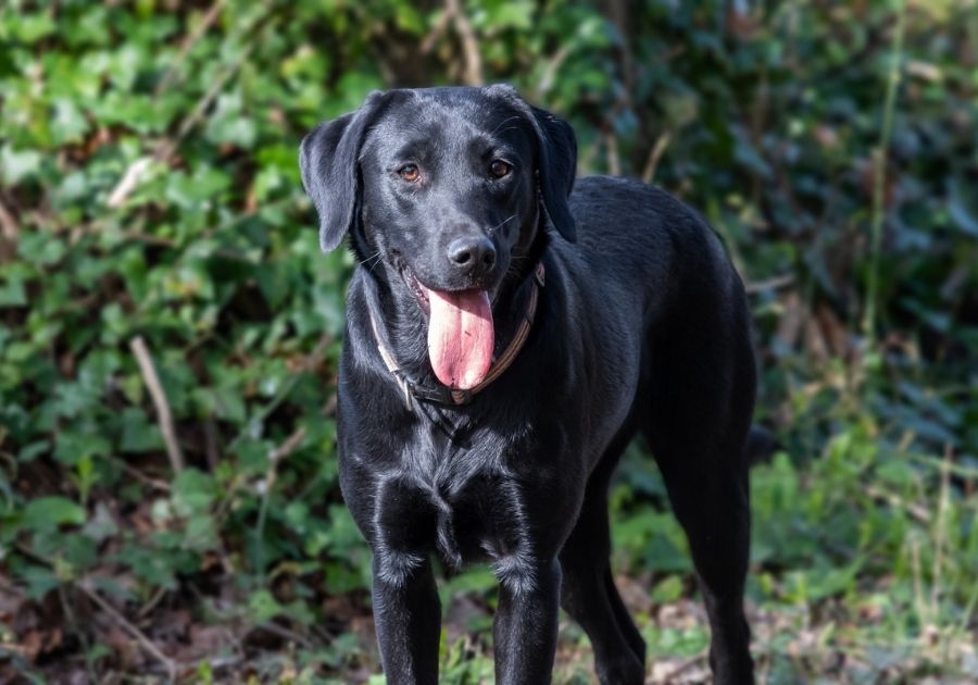 Black Labrador Retriever Dog Standing Near Bush